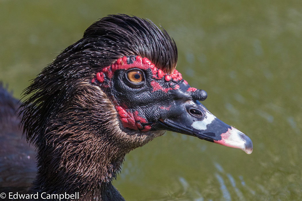Muscovy Duck swims in Naples, Florida, Muscovy Duck,&nbsp; Edward Campbell Photographer, epcampbell.com