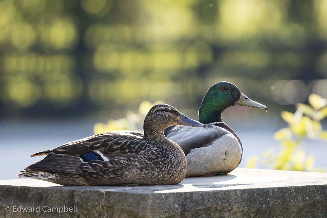Female and Male Mallard