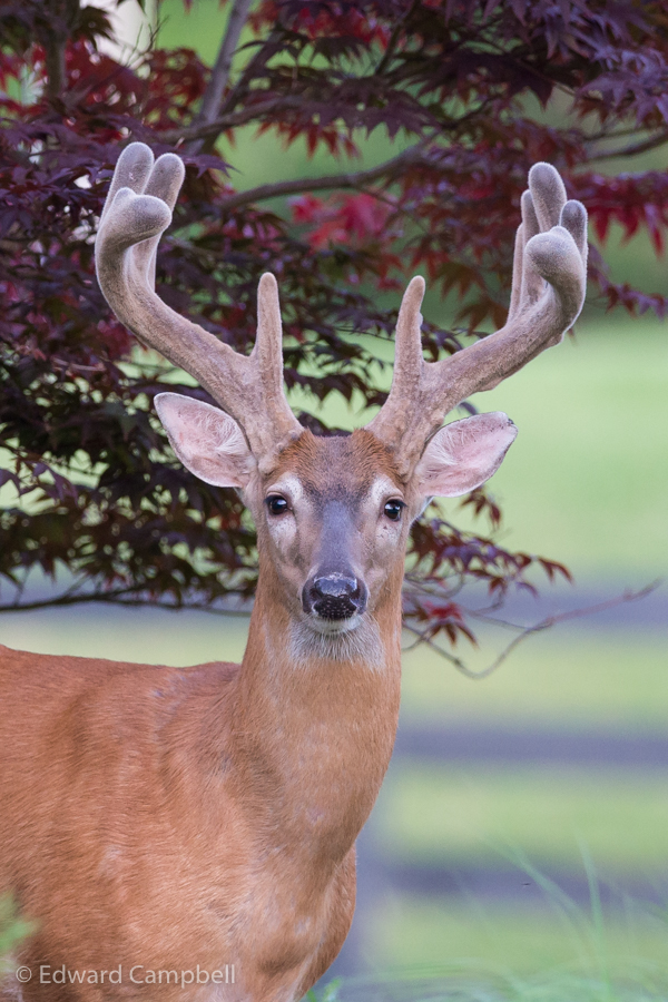 White-tailed Deer Doe Photograph, 