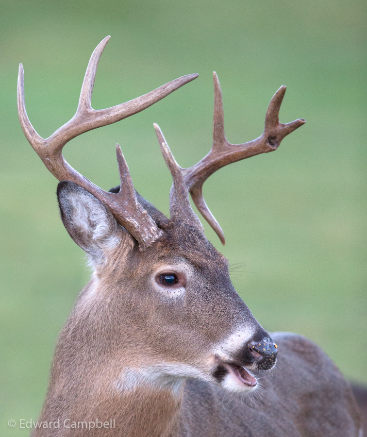 White-tailed Buck, White-tailed Deer