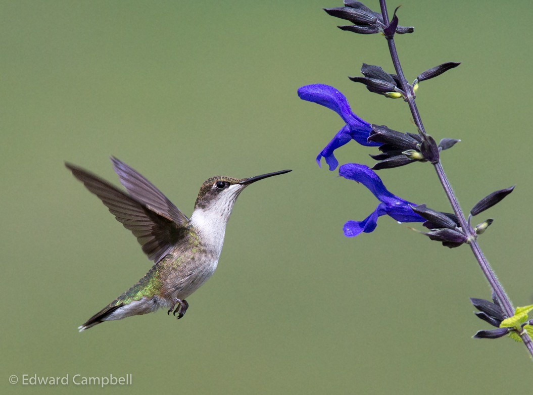Ruby-Throated Hummingbird