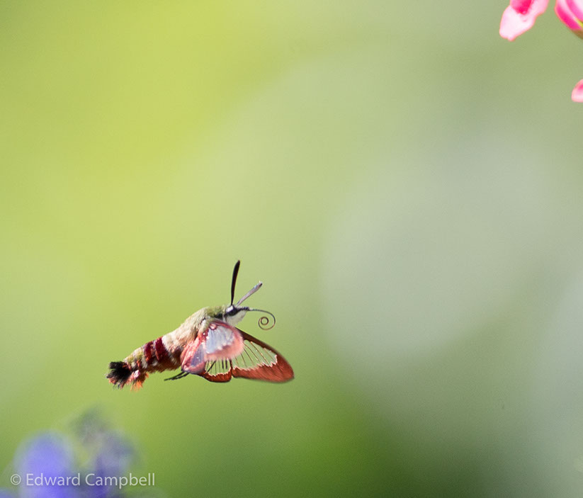 Hummingbird Bug