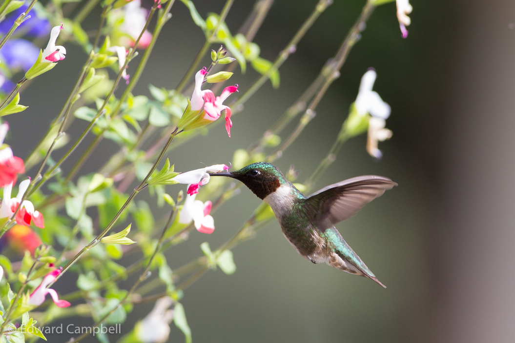 Ruby-throated Hummingbird
