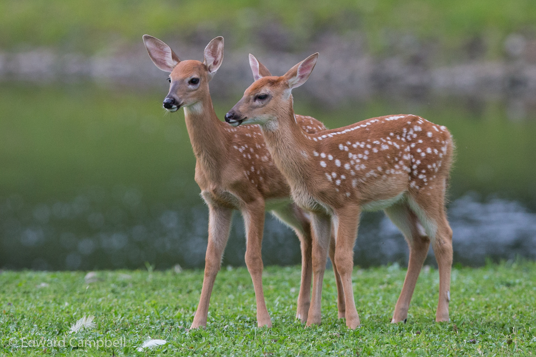 White-tailed Deer, White-tailed fawn