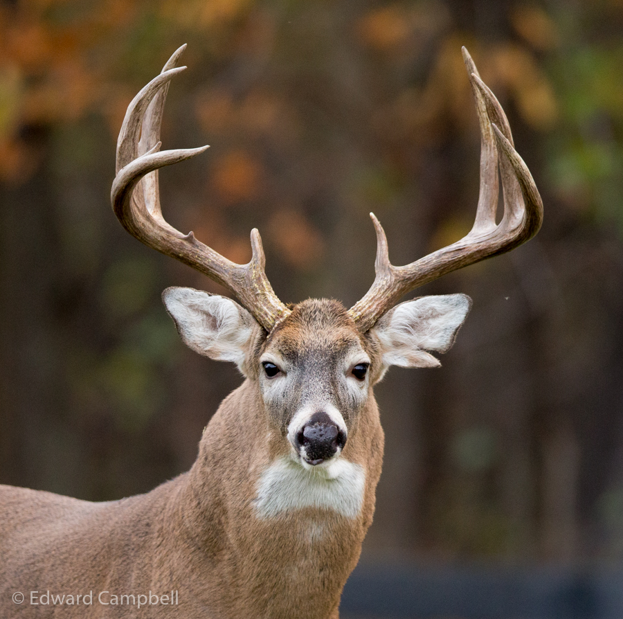 White-tailed Deer, White-tailed Buck