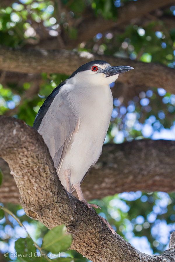 Black-crowned Night Heron