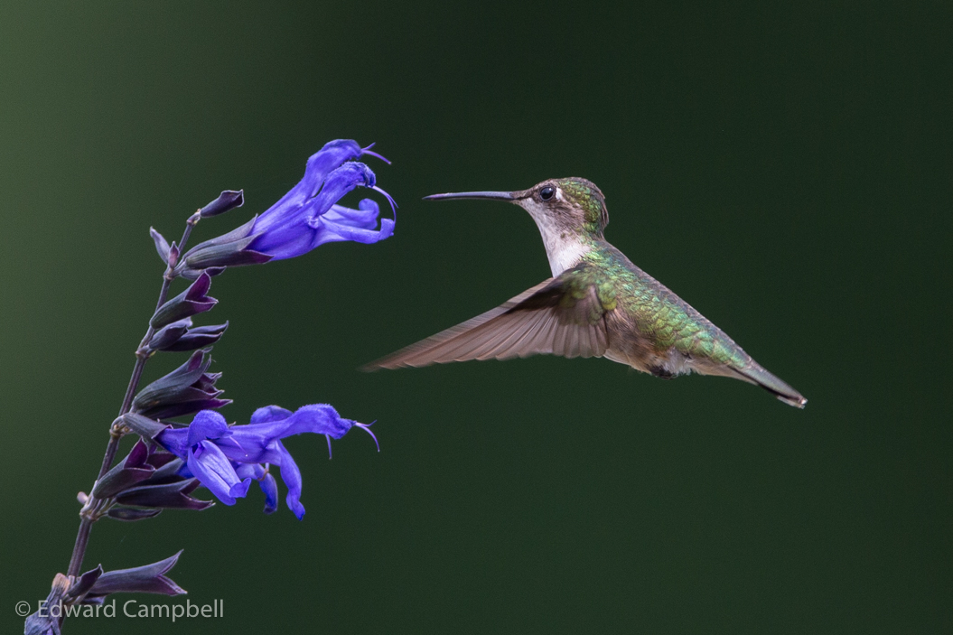 Ruby-throated Hummingbird