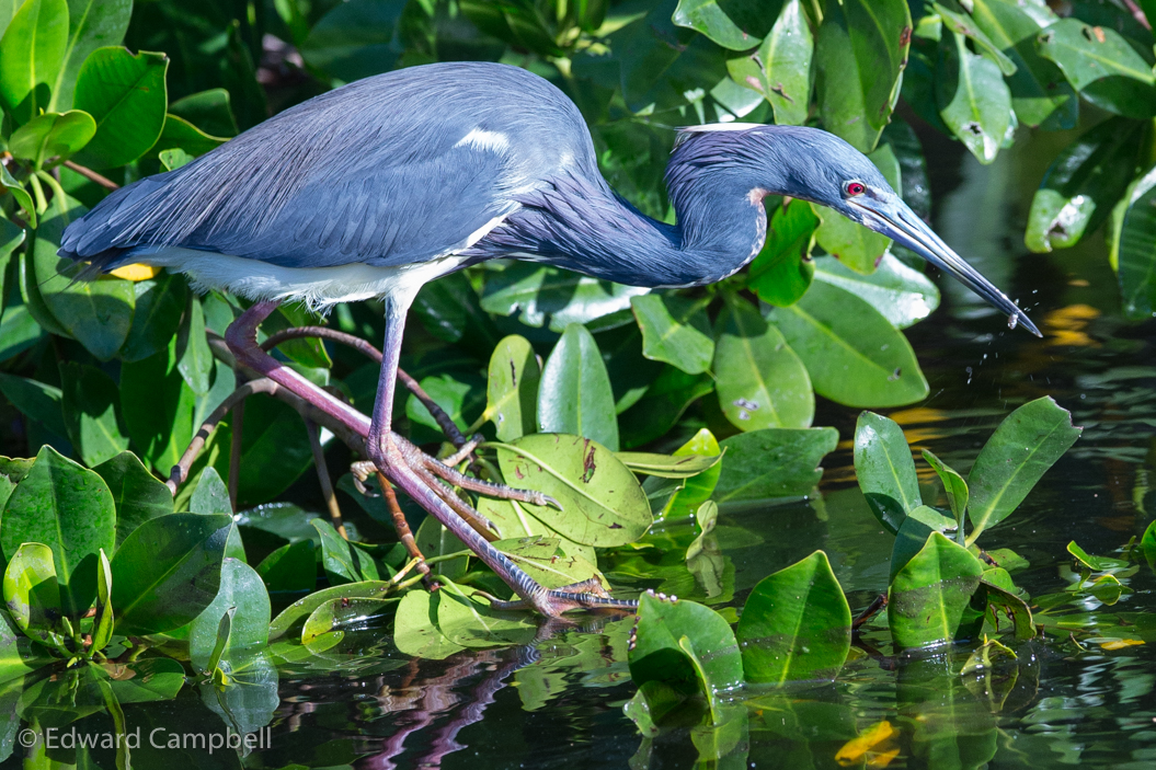 Tricolored Heron