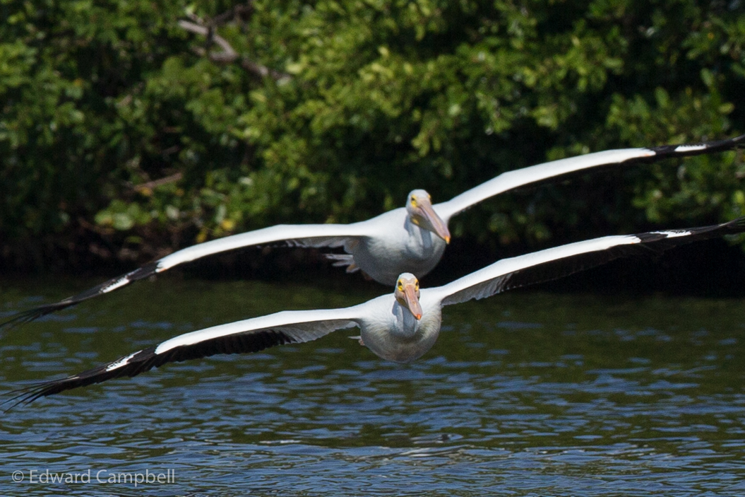 White Pelican