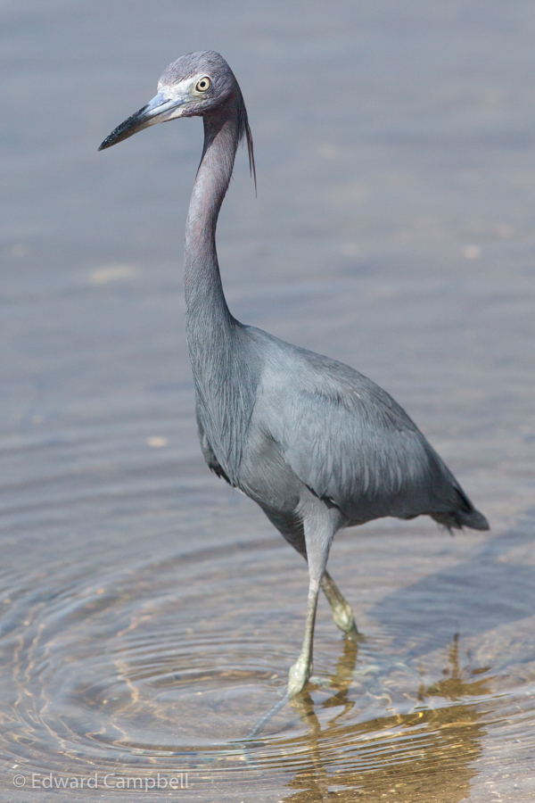 Little Blue Heron
