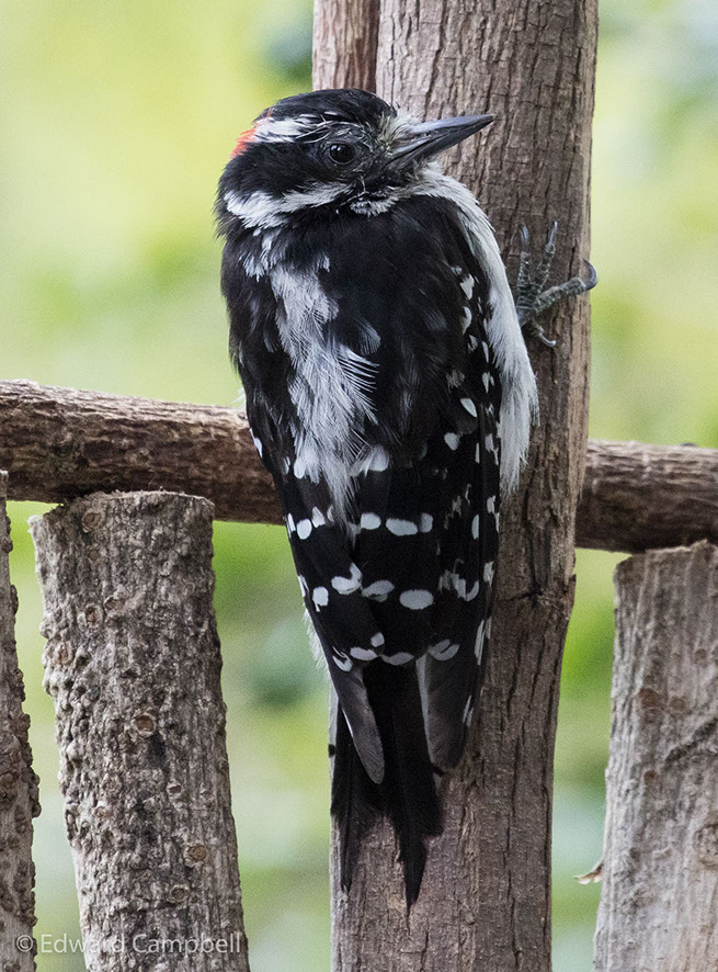 Hairy Woodpecker