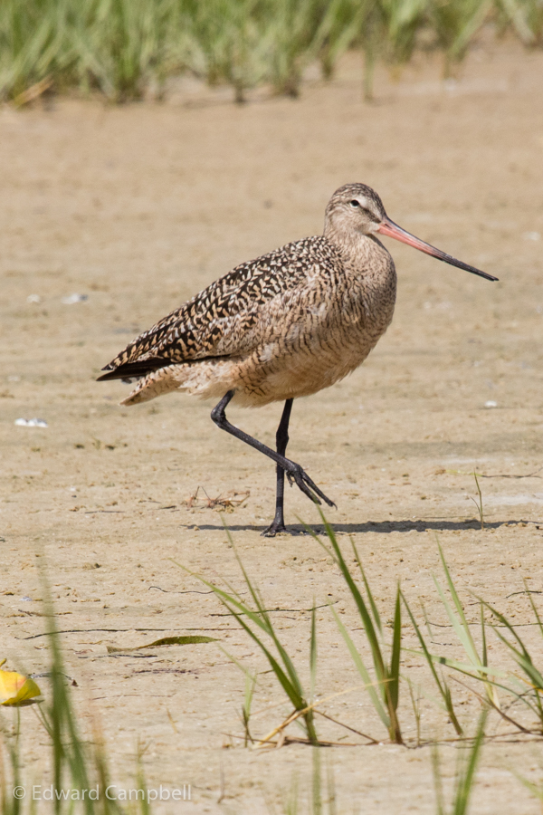 Marbled Godwit