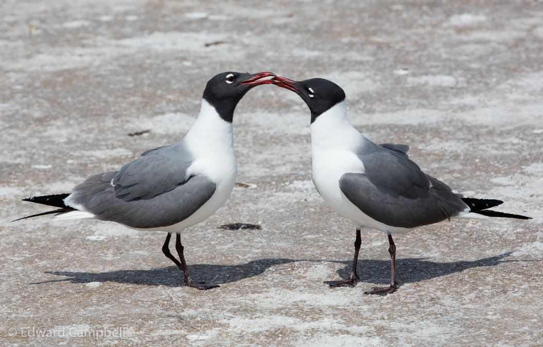 Laughing Gull