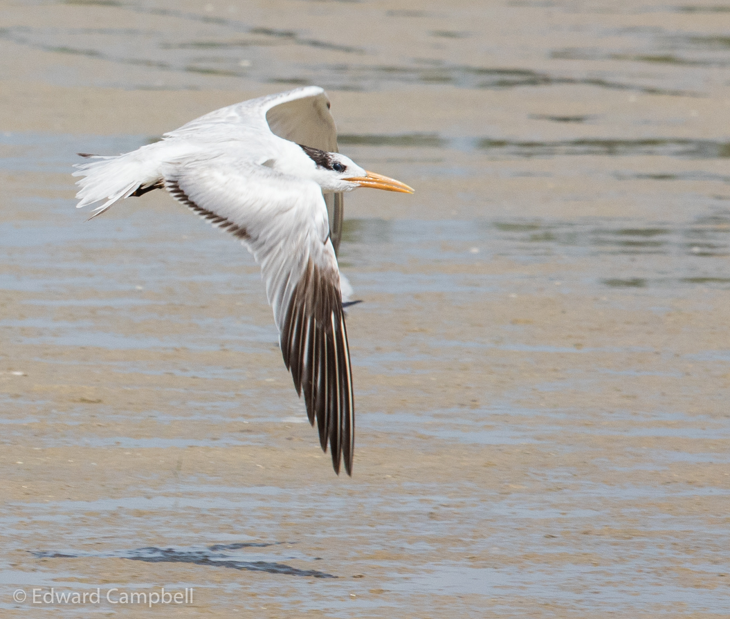 Royal Tern