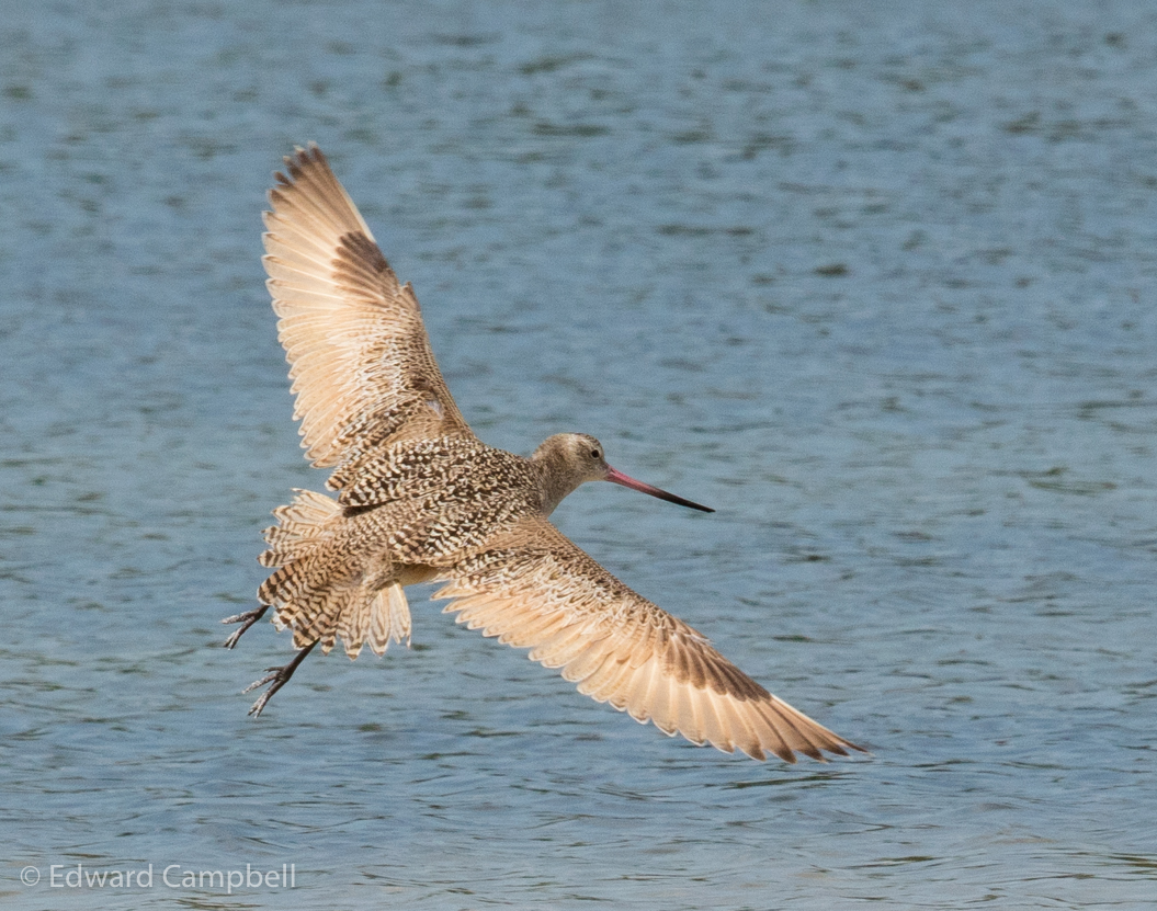 Marbled Godwit
