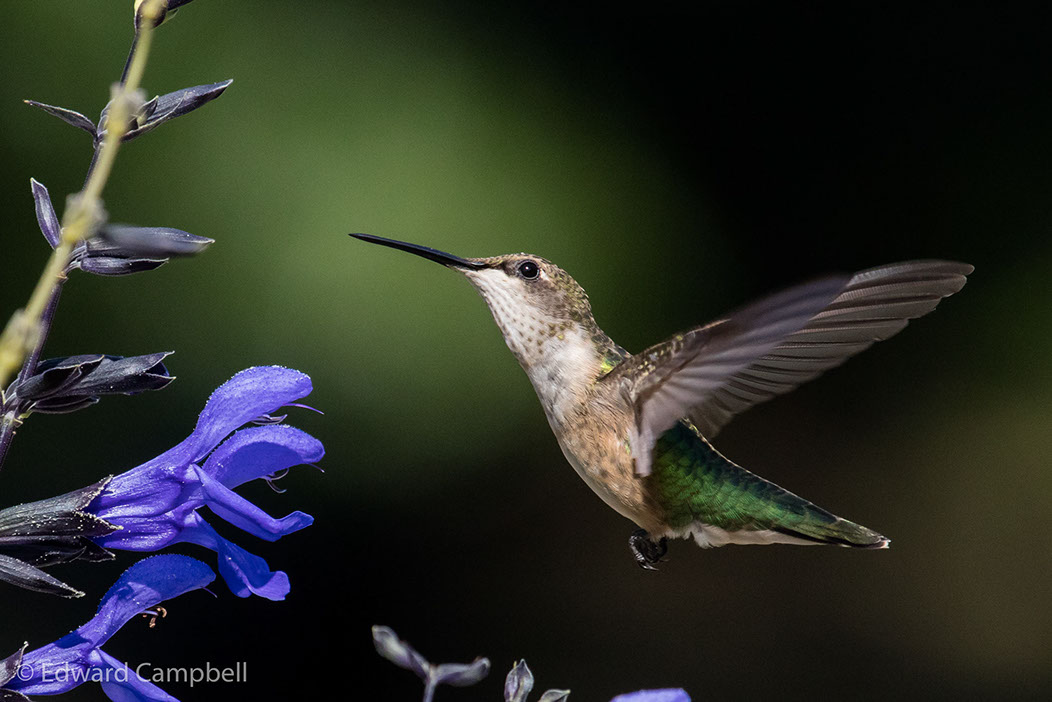 Ruby-throated Hummingbird, Female Ruby-throated Hummingbird