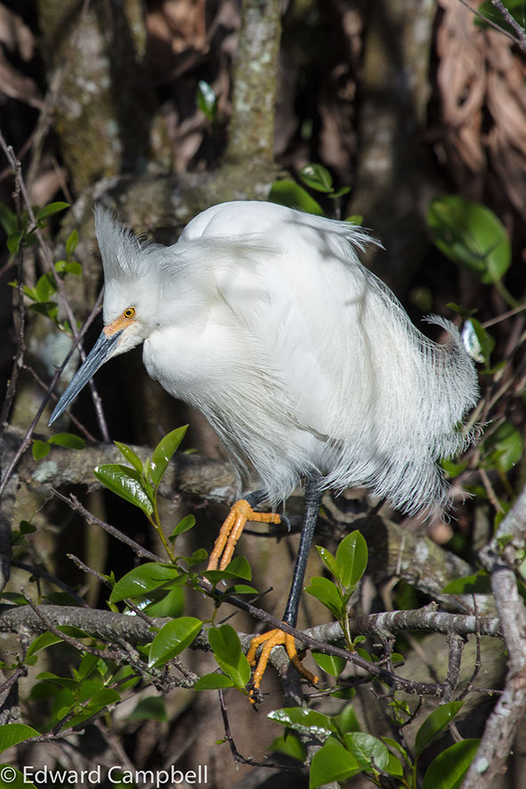 Snowy Egret in Everglades National Park, Florida, Snowy Egret, Edward Campbell Photographer, epcampbell.com