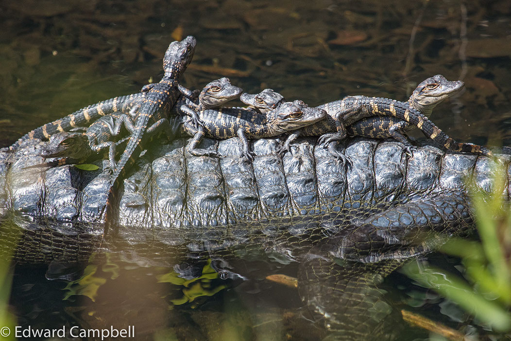 Juvenile Alligators in Everglades National Park, Florida, Alligator, Edward Campbell Photographer, epcampbell.com