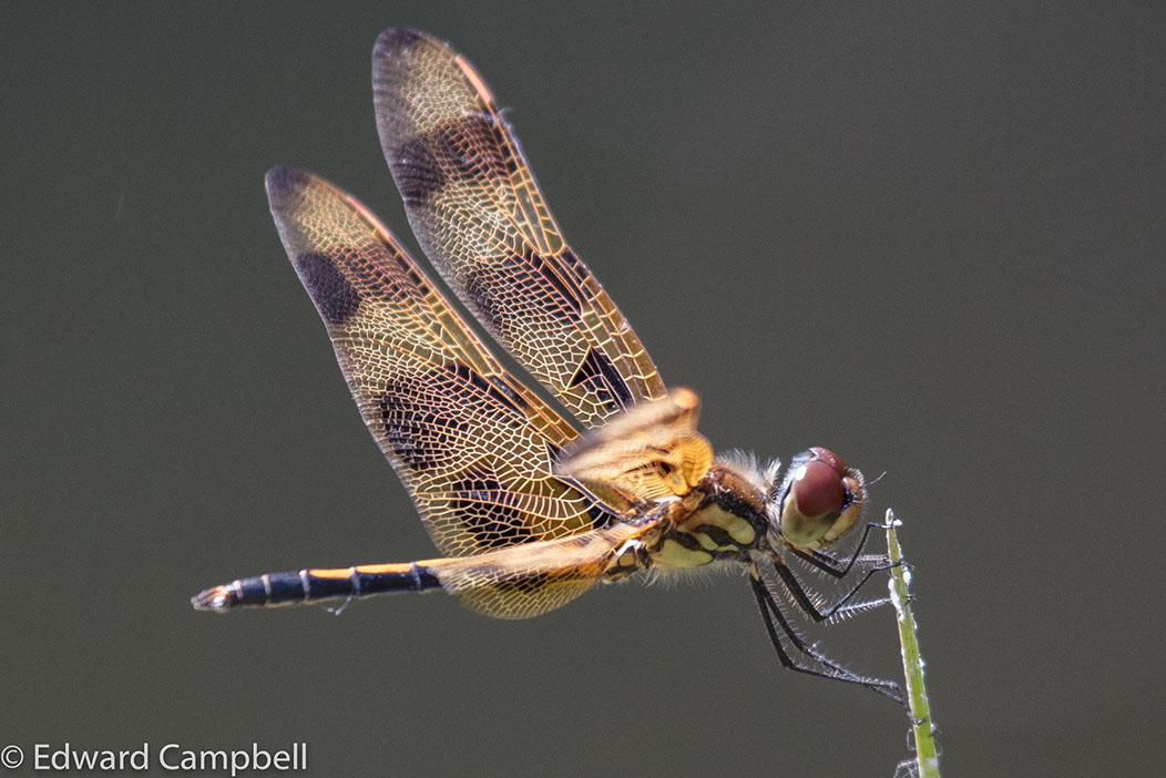 Halloween Pennant Dragonfly in Everglades National Park, Florida, Dragonfly, Edward Campbell Photographer, epcampbell.com