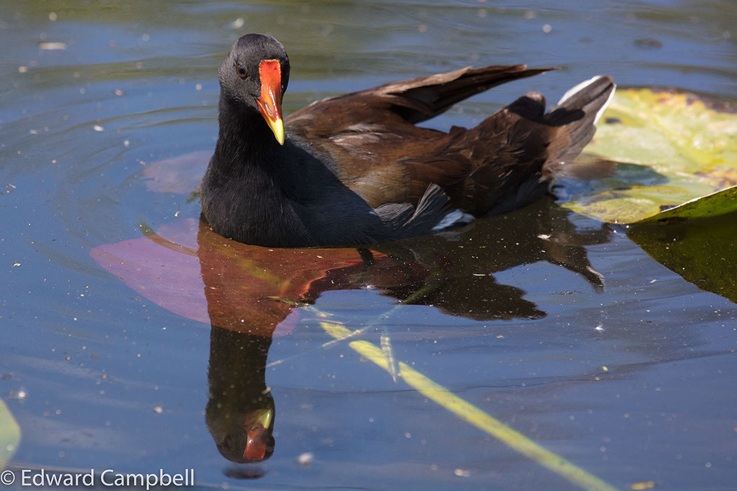 Common Gallinule in Everglades National Park, Florida, Common Gallinule, Edward Campbell Photographer, epcampbell.com
