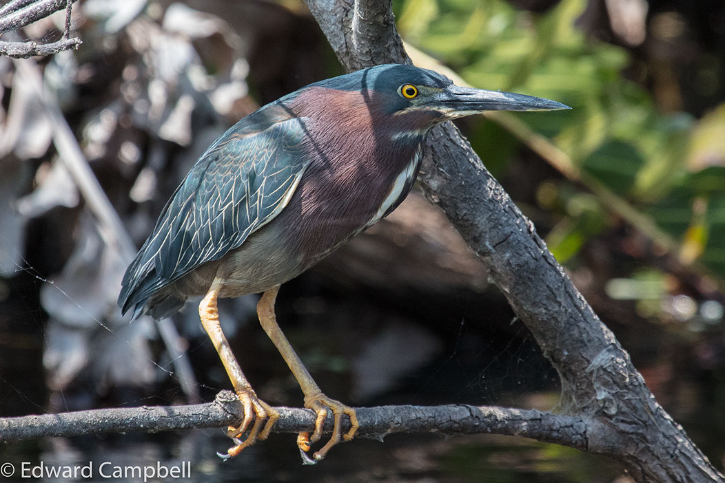 Green Heron in Everglades National Park, Florida, Green Heron, Edward Campbell Photographer, epcampbell.com