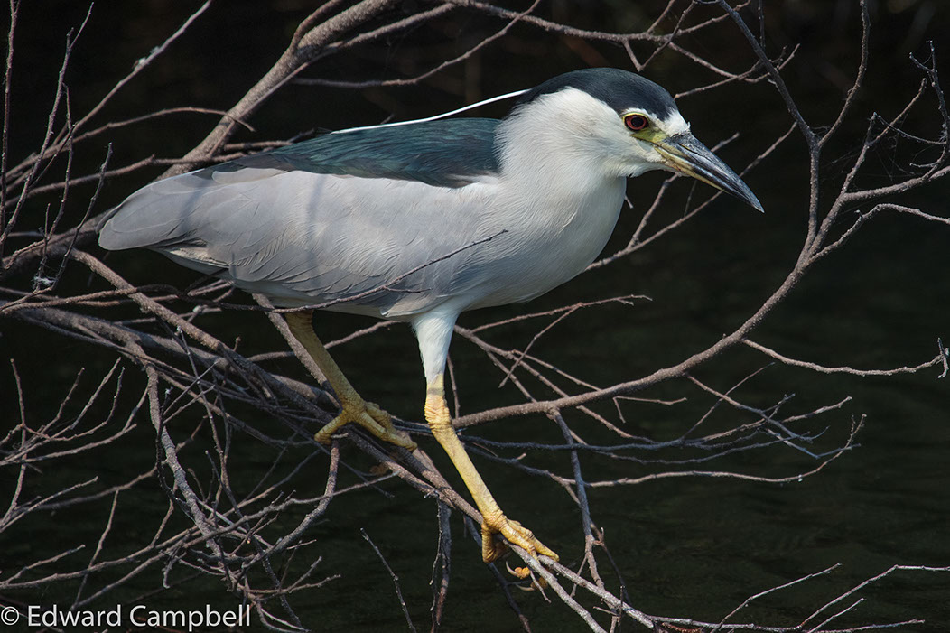 Black-crowned Night-Heron in Everglades National Park, Florida, Black-Crowned Night-Heron, Edward Campbell Photographer, epcampbell.com