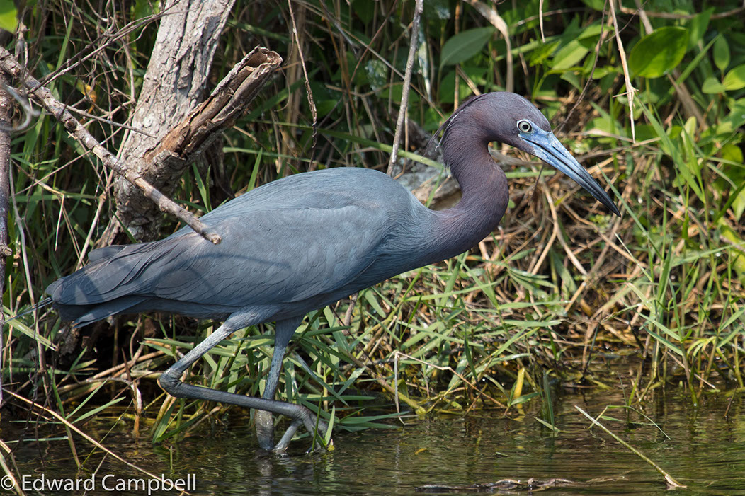 Little Blue Heron in Everglades National Park, Florida, Little Blue Heron, Edward Campbell Photographer, epcampbell.com