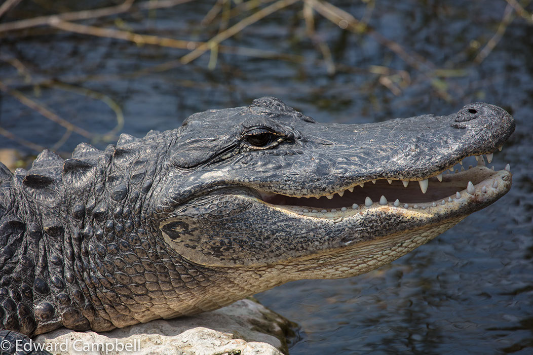 Alligator in Big Cypress National Preserve, Florida, Alligator, Edward Campbell Photographer, epcampbell.com