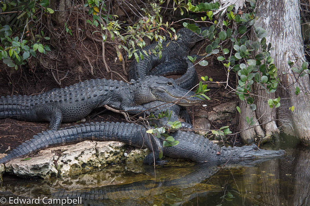 Alligators in Big Cypress National Preserve, Florida, Alligator, Edward Campbell Photographer, epcampbell.com