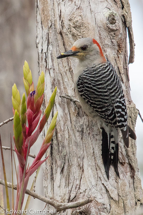 Female Red-bellied Woodpecker in Big Cypress National Preserve, Florida, Red-bellied Woodpecker, Edward Campbell Photographer, epcampbell.com