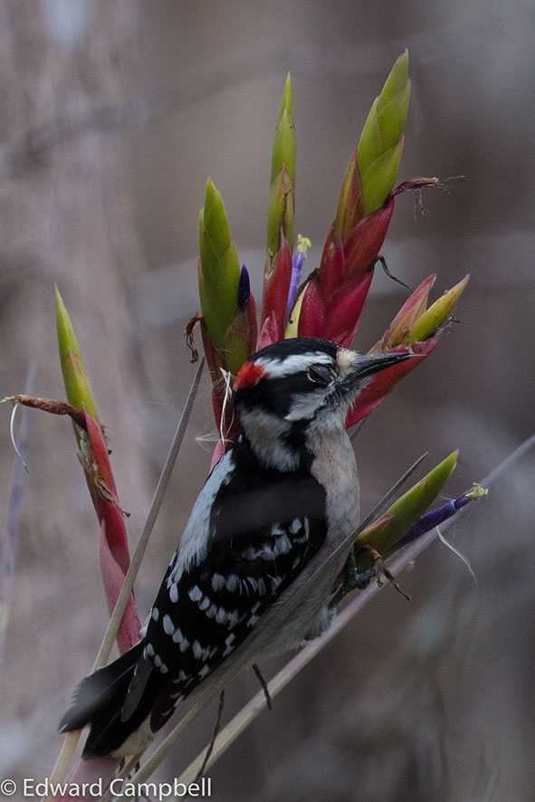 Male Downy Woodpecker in Big Cypress National Preserve, Florida, Downy Woodpecker, Edward Campbell Photographer, epcampbell.com