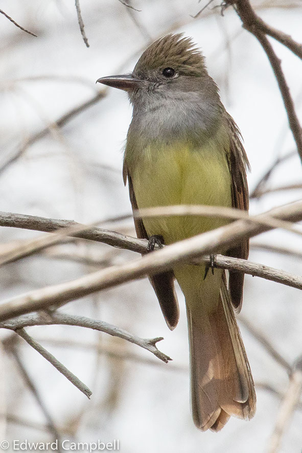 Great Crested Flycatcher in Big Cypress National Preserve, Florida, Great Crested Flycatcher, Edward Campbell Photographer, epcampbell.com