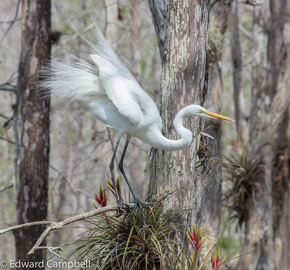 Giant Egret in Big Cypress National Preserve, Florida, Giant Egret, Edward Campbell Photographer, epcampbell.com