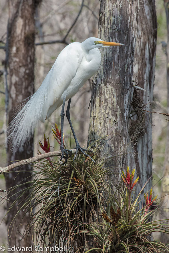 Giant Egret in Big Cypress National Preserve, Florida, Giant Egret, Edward Campbell Photographer, epcampbell.com