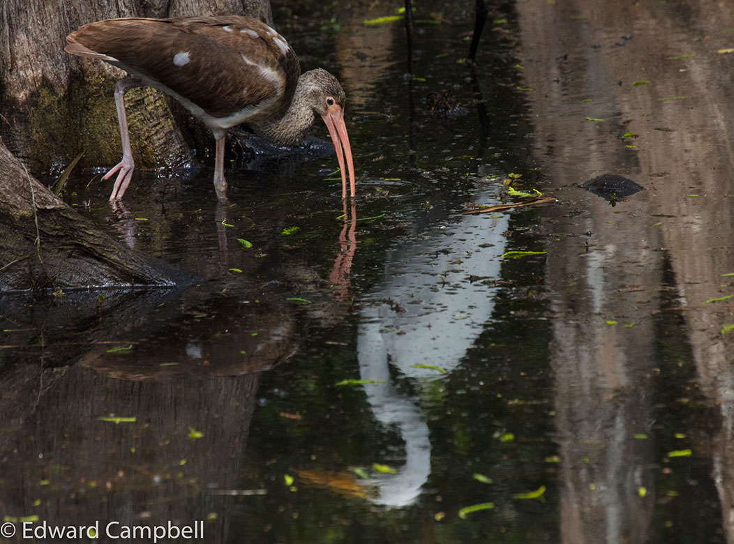 Juvenile White Ibis in the reflection of a Giant Egret in Big Cypress National Preserve, Florida, White Ibis, Edward Campbell Photographer