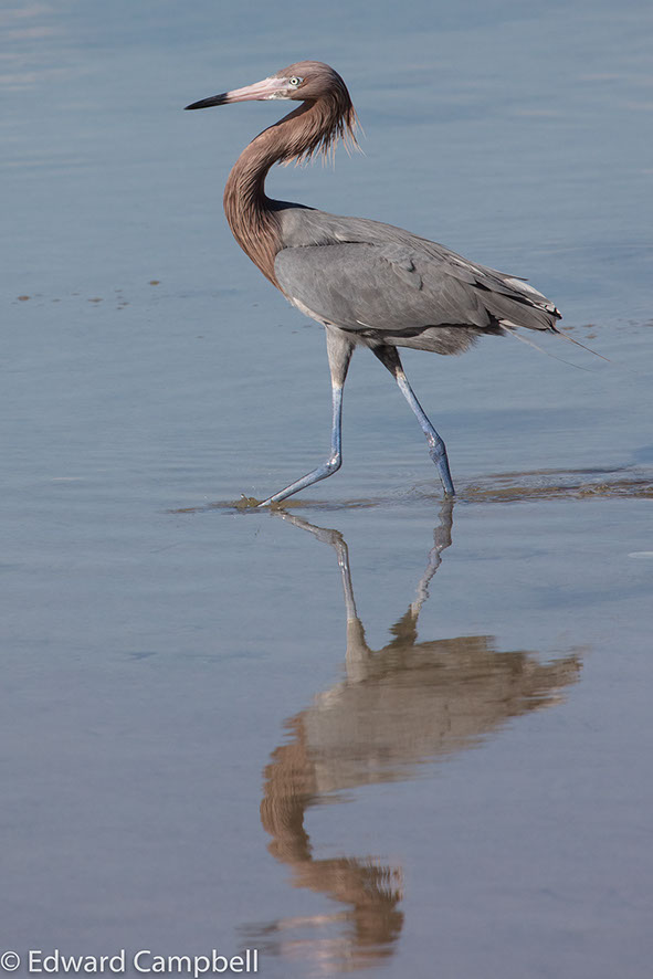 Reddish Egret at Marco Island's Tigertail Beach, Reddish Egret, Edward Campbell Photographer, epcampbell.com