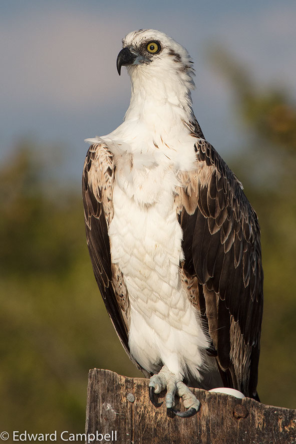 An Osprey perched at Marco Island's Tigertail Beach, Edward Campbell Photographer, epcampbell.com