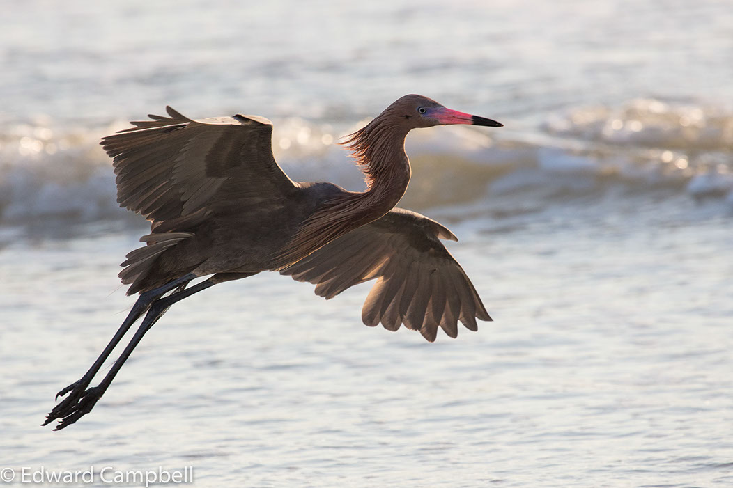 Reddish Egret shortly before sunset at Marco Island's Tigertail Beach, Reddish Egret, Edward Campbell Photographer, epcampbell.com