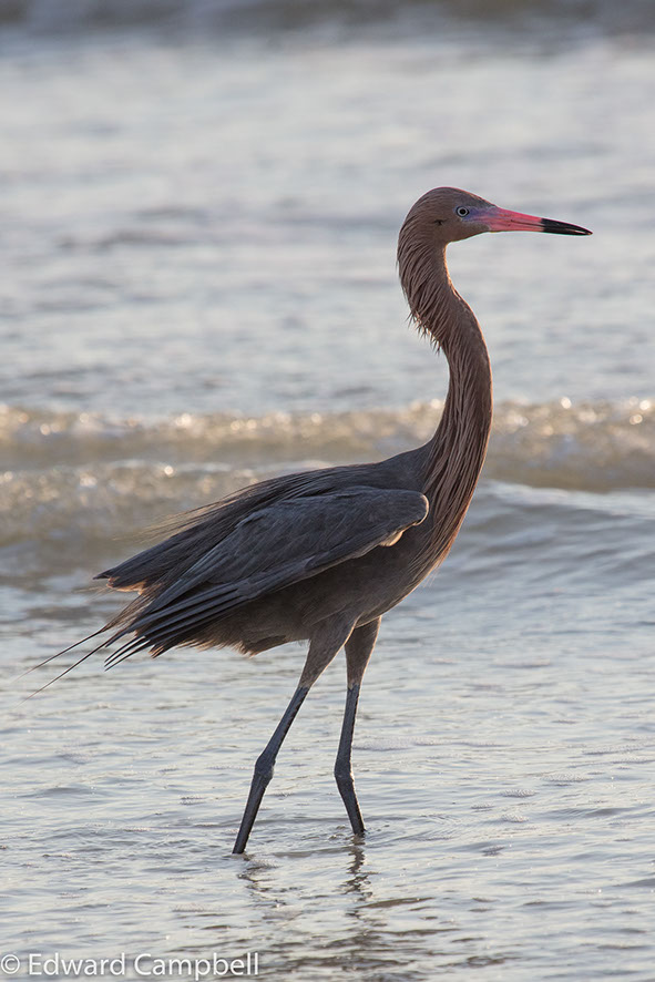 Reddish Egret shortly before sunset at Marco Island's Tigertail Beach, Reddish Egret, Edward Campbell Photographer, epcampbell.com