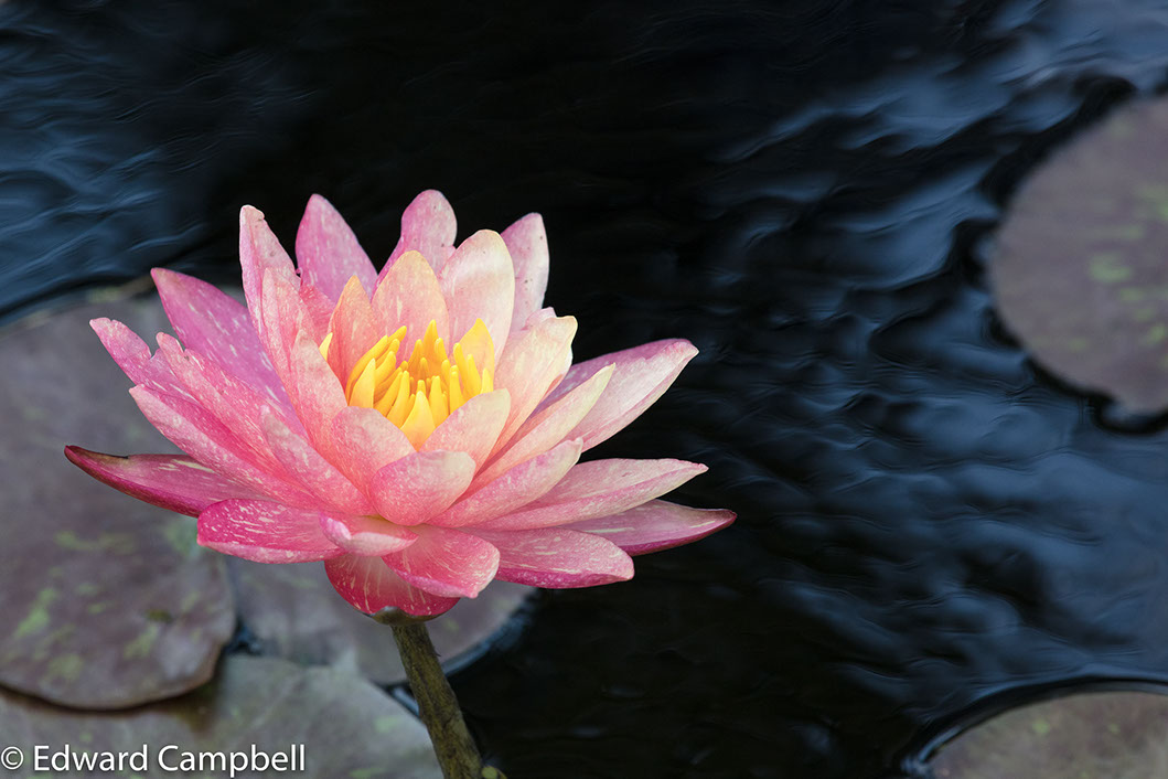 Water lily at Naples Botanical Garden, Naples Botanical Garden, Edward Campbell Photographer, epcampbell.com 