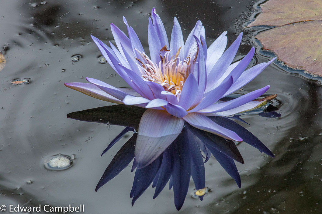 Water lily at Naples Botanical Garden, Naples Botanical Garden, Edward Campbell Photographer, epcampbell.com 