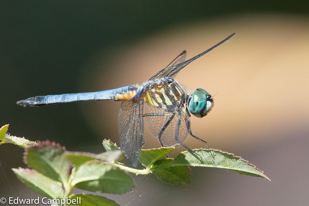 Blue Dasher dragonfly at Naples Botanical Garden, Florida, Dragonfly, Edward Campbell Photographer, epcampbell.com