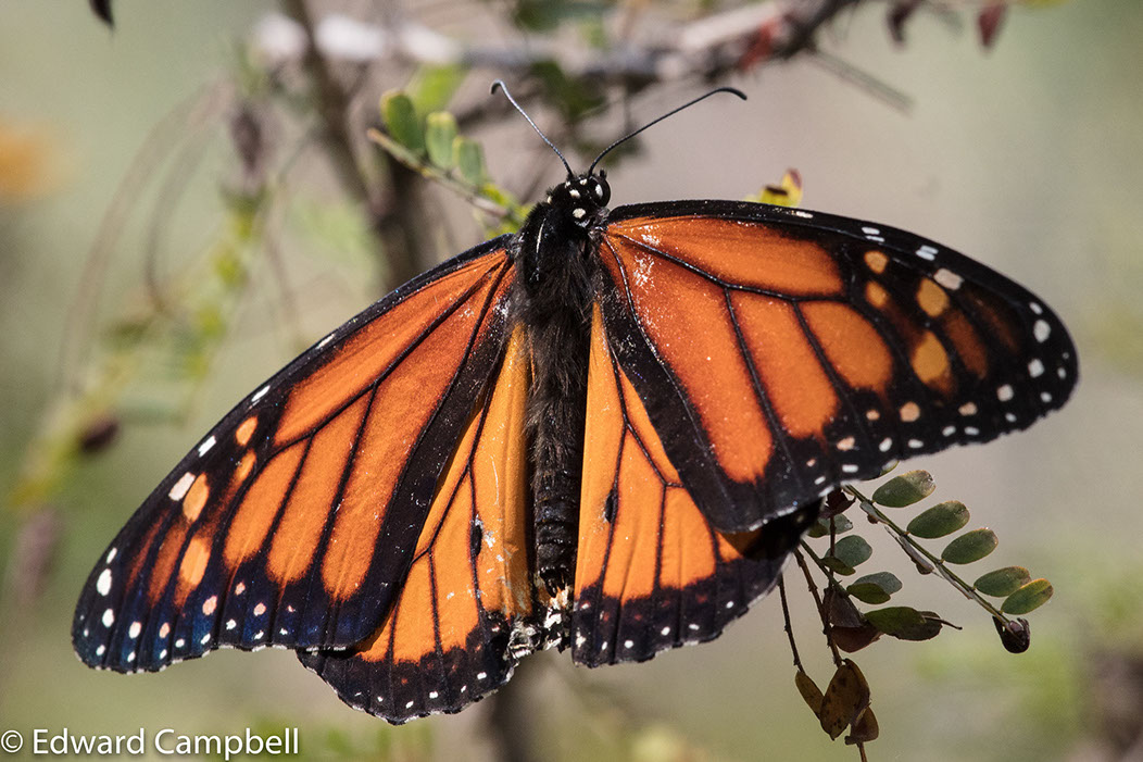 Monarch Butterfly at Naples Botanical Garden, Florida, Monarch Butterfly, Edward Campbell Photographer, epcampbell.com