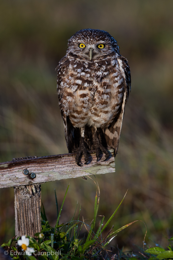Burrowing Owl
