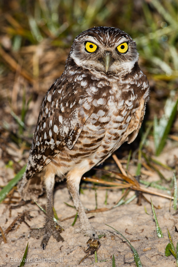 Burrowing Owl
