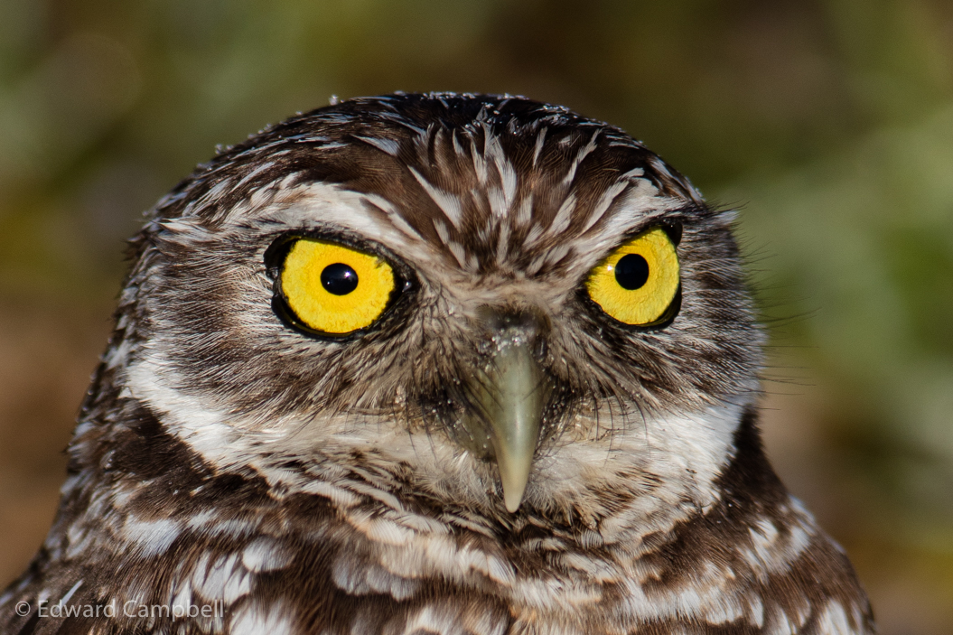 Burrowing Owl