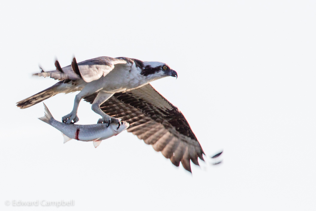 Osprey
