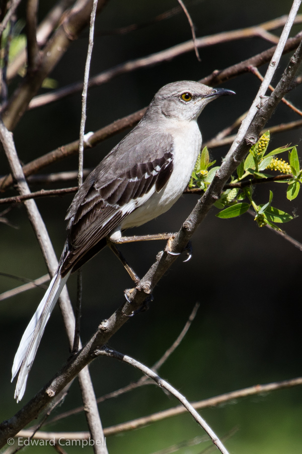 Northern Mockingbird