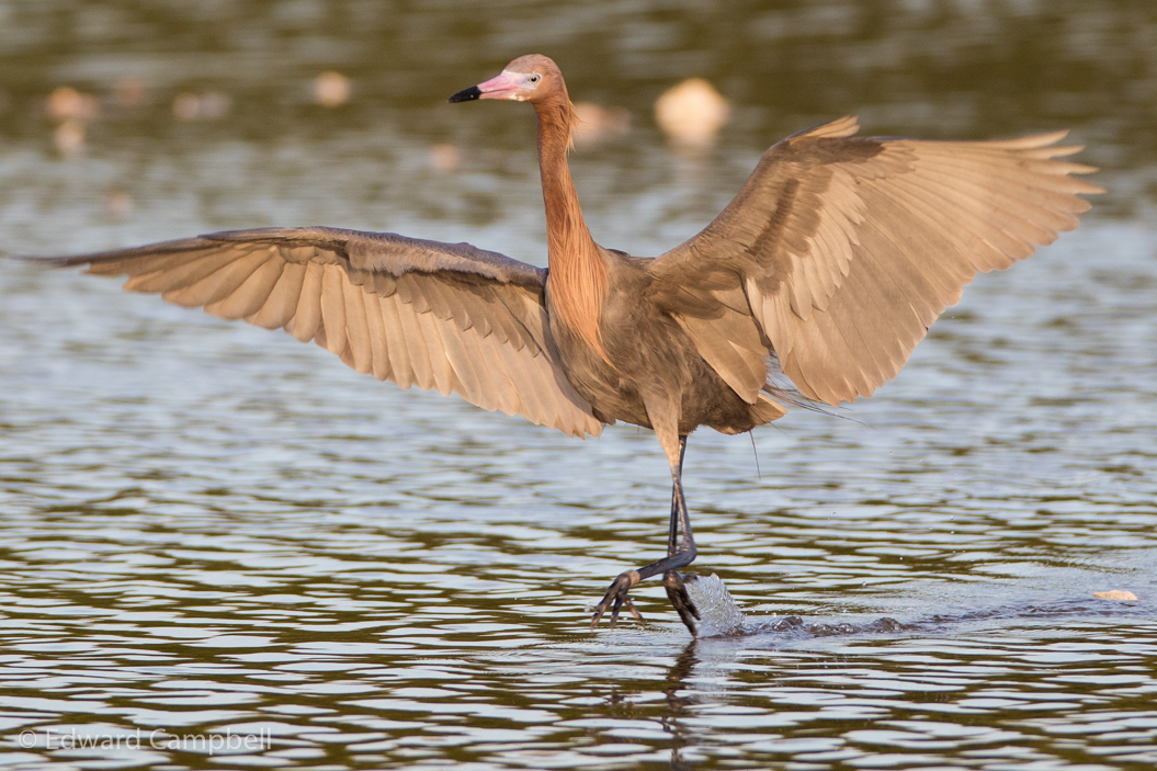 Reddish Egret