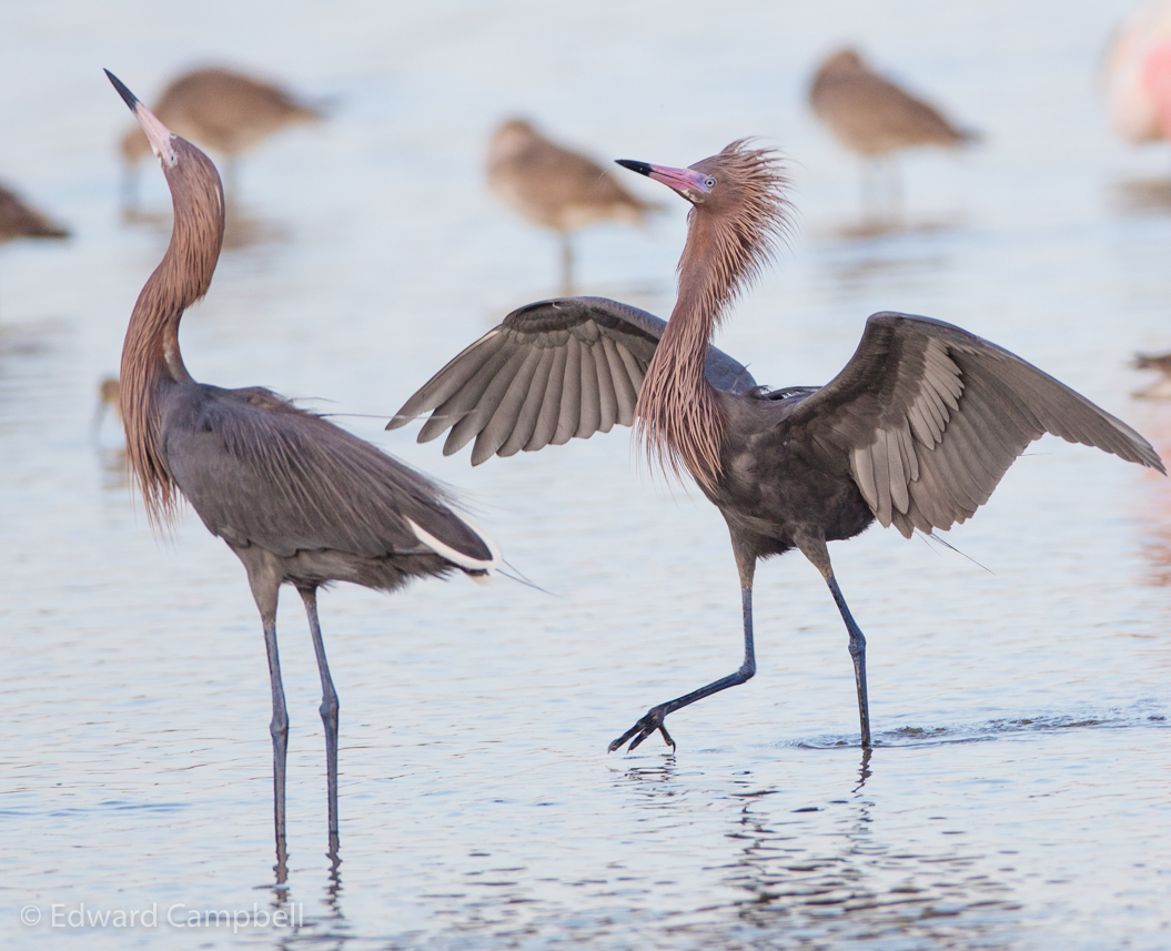 Reddish Egret